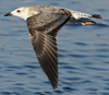 1cy fuscus in August, ringed in Finland. (81365 bytes)